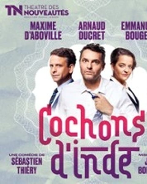 Cochons d'Inde
