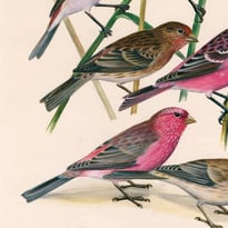 Dessins d'oiseaux, le trait talentueux d'Hermann Heinzel