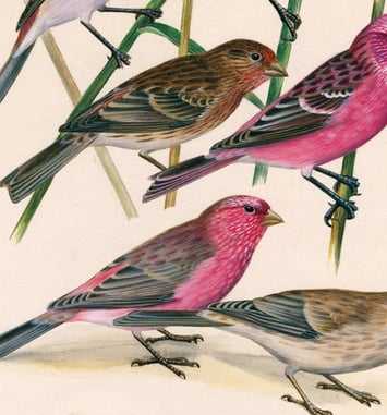 Dessins d'oiseaux, le trait talentueux d'Hermann Heinzel