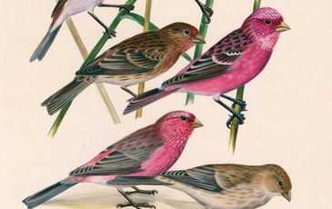 Dessins d'oiseaux, le trait talentueux d'Hermann Heinzel