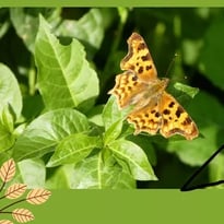 Nos jardins, refuges de vie