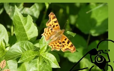 Nos jardins, refuges de vie