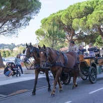 Tour en calèches autour du marché