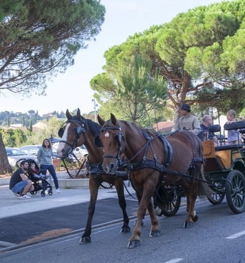 Tour en calèches autour du marché