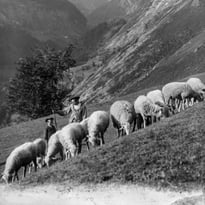 « Mémoires de Transhumance », projection commentée