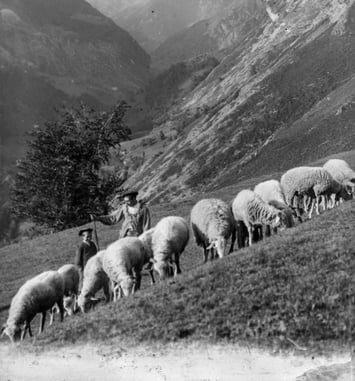 « Mémoires de Transhumance », projection commentée