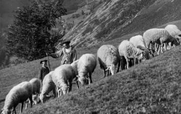 « Mémoires de Transhumance », projection commentée