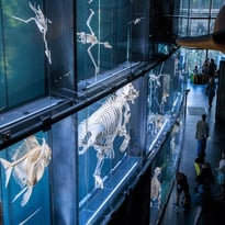 Visite de l'exposition permanente du Muséum