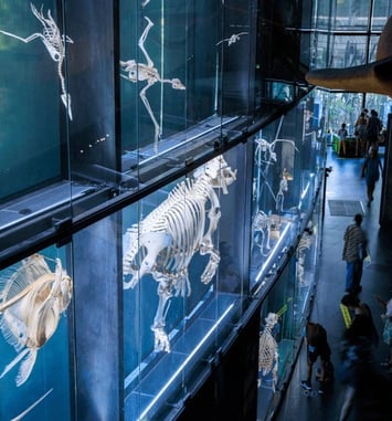 Visite de l'exposition permanente du Muséum