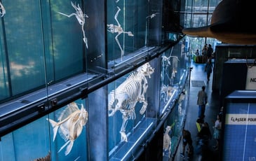 Visite de l'exposition permanente du Muséum