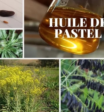 Visite commentée : à la découverte des plantes, du séchoir solaire et du jardin botanique