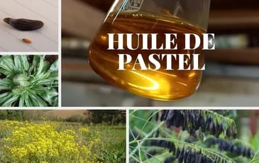 Visite commentée : à la découverte des plantes, du séchoir solaire et du jardin botanique