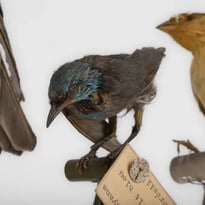 Visite commentée de la collection de Zoologie et d'Entomologie de l'Université de Toulouse