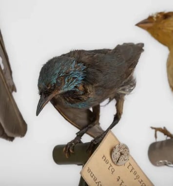 Visite commentée de la collection de Zoologie et d'Entomologie de l'Université de Toulouse