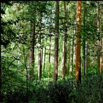 Un Regard sur la Forêt