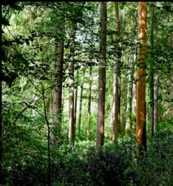 Un Regard sur la Forêt
