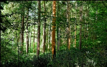 Un Regard sur la Forêt