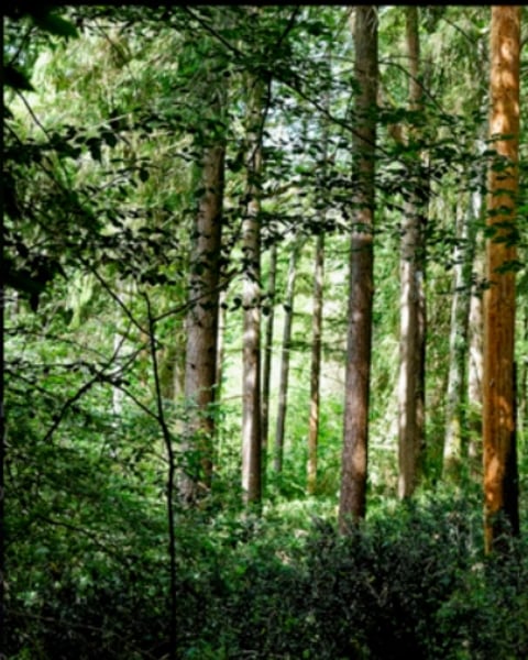 Un Regard sur la Forêt