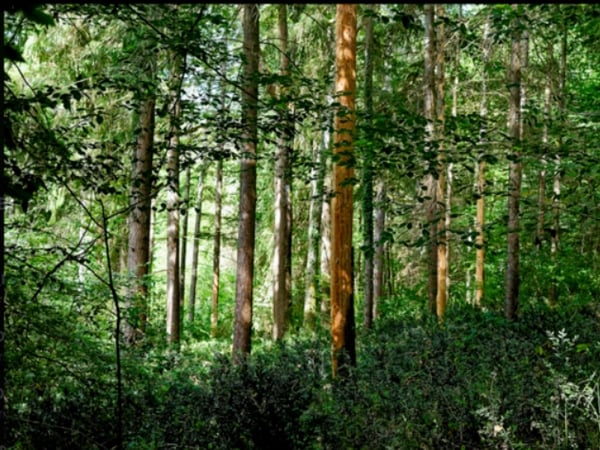 Un Regard sur la Forêt