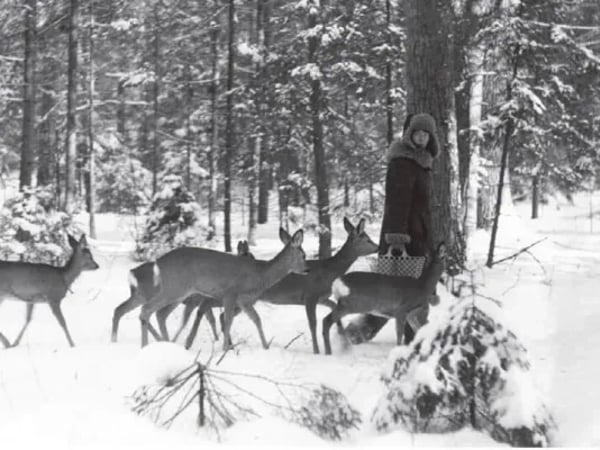 Dans la forêt