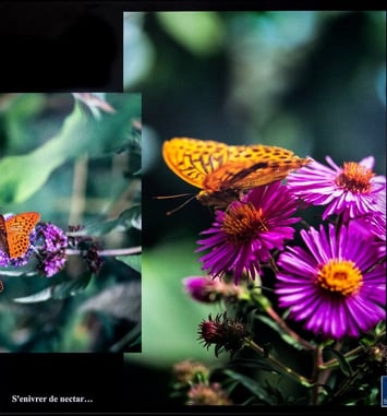 Exposition : Les Papillons