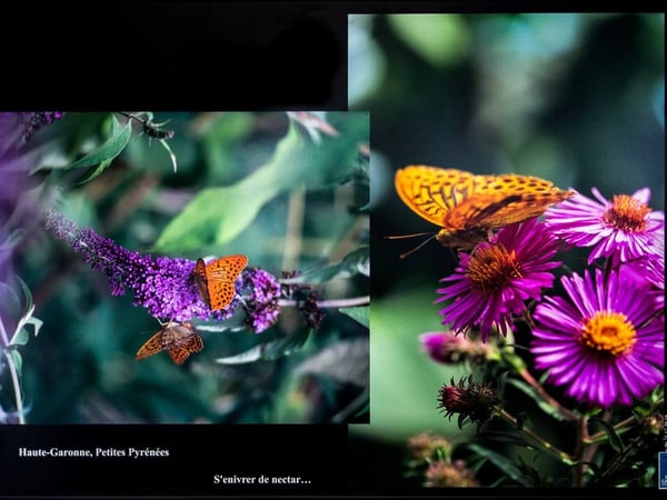 Exposition : Les Papillons