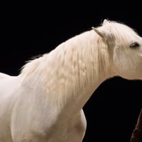 Spectacle équestre : La Méthode Bolino