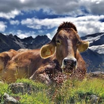 Exposition - Les vaches, histoires à ruminer