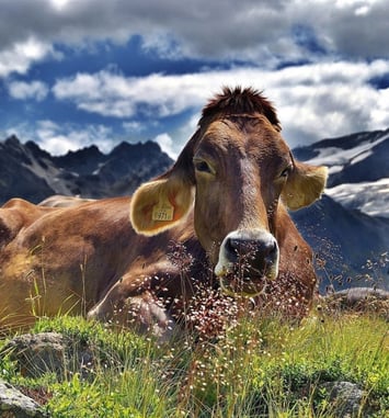 Exposition - Les vaches, histoires à ruminer