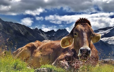 Exposition - Les vaches, histoires à ruminer