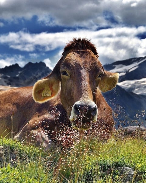 Exposition - Les vaches, histoires à ruminer