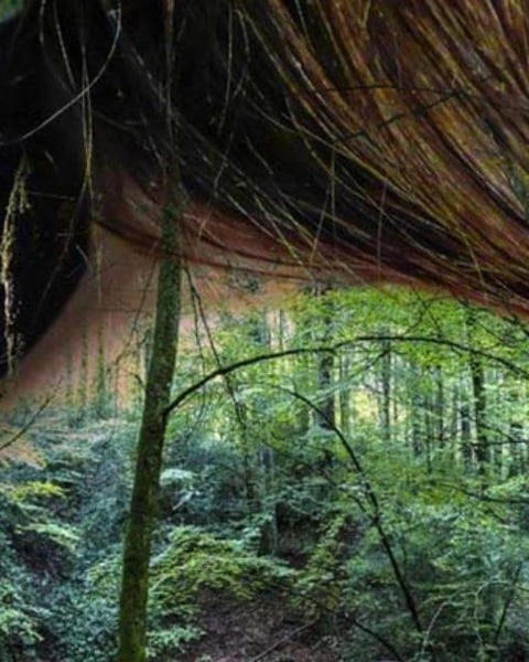 Reste sauvage