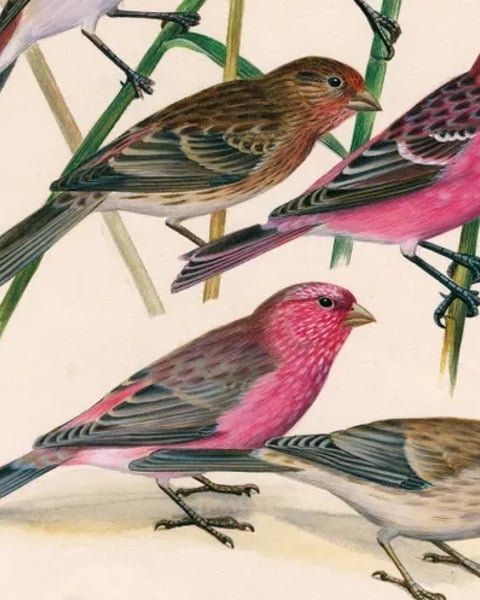 Dessins d'oiseaux, le trait talentueux d'Hermann Heinzel (aux Jardins du Muséum à Borderouge)