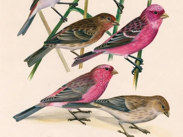 Dessins d'oiseaux, le trait talentueux d'Hermann Heinzel (aux Jardins du Muséum à Borderouge)